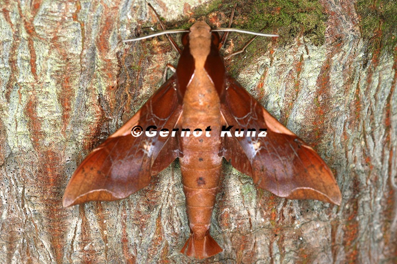 Callionima nomius 7 2 - Callionima_nomius_7_2.jpg Callionima_nomius_7_2.jpg