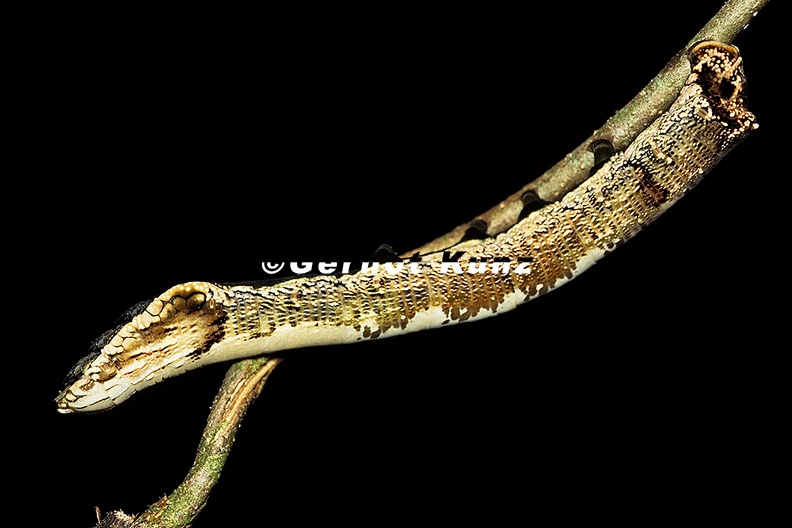 Hemeroplanes triptolemus L1 - Hemeroplanes_triptolemus_L1.jpg Hemeroplanes_triptolemus_L1.jpg