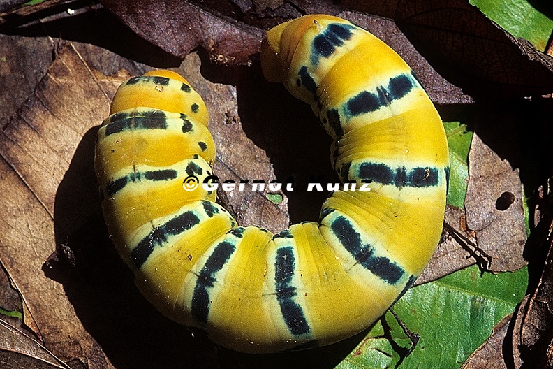 Sphingidae indet L10 2 - Sphingidae_indet__L10_2.jpg Sphingidae_indet__L10_2.jpg