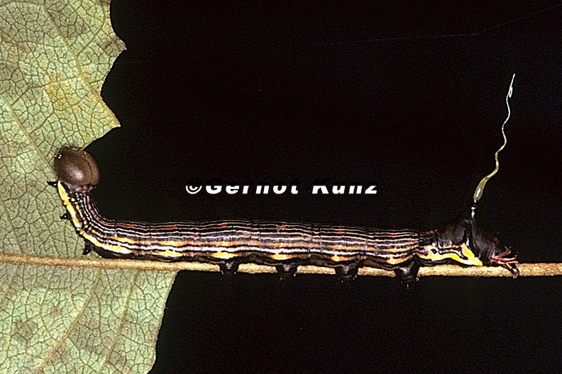 Sphingidae indet L14 2 - Sphingidae_indet__L14_2.jpg Sphingidae_indet__L14_2.jpg