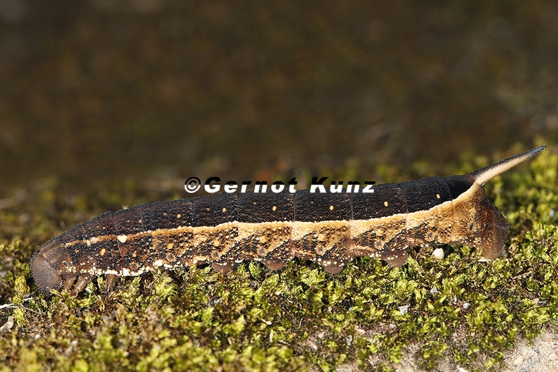 Sphingidae_indet__L15_2.jpg