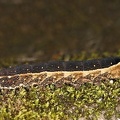 Sphingidae indet  L15 2