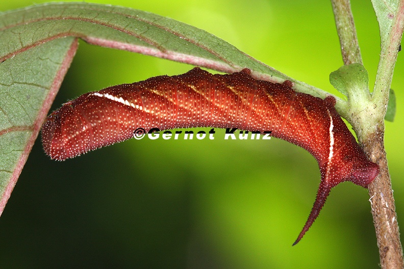 Sphingidae indet L1 2 - Sphingidae_indet__L1_2.jpg Sphingidae_indet__L1_2.jpg