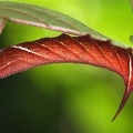Sphingidae indet  L1 2