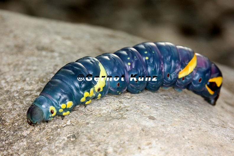 Sphingidae indet L2 2 - Sphingidae_indet__L2_2.jpg Sphingidae_indet__L2_2.jpg