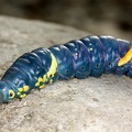 Sphingidae indet  L2 2