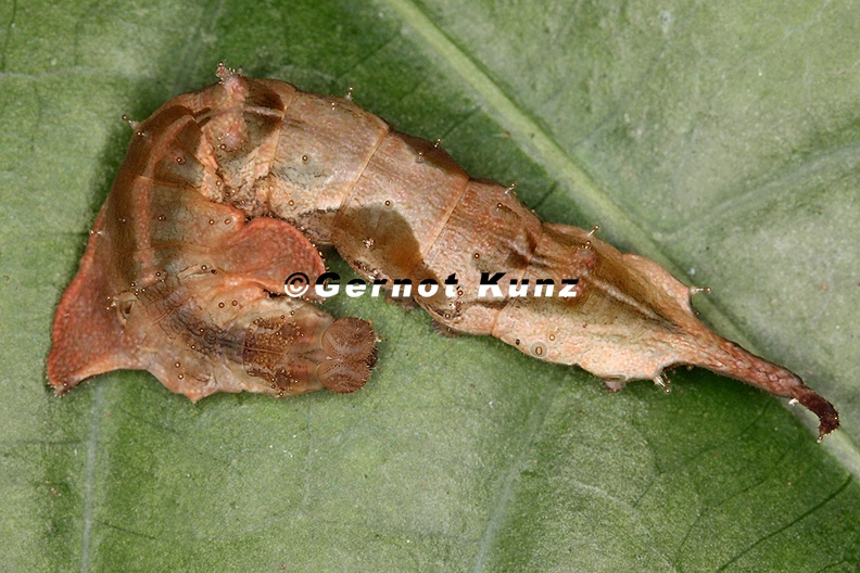 Sphingidae indet L3 2 - Sphingidae_indet__L3_2.jpg Sphingidae_indet__L3_2.jpg