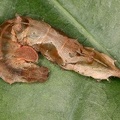 Sphingidae indet  L3 2