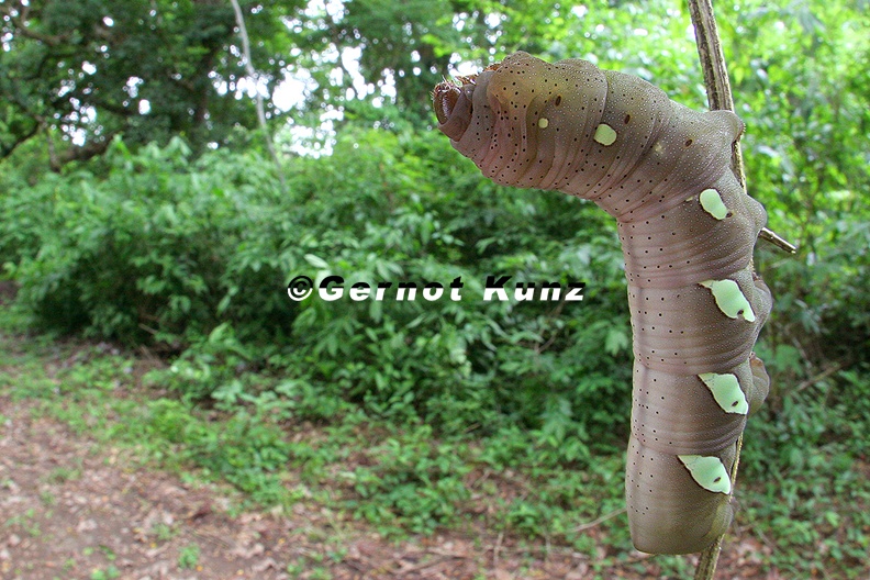 Sphingidae indet L4 2 - Sphingidae_indet__L4_2.jpg Sphingidae_indet__L4_2.jpg