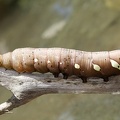 Sphingidae indet  L5 2