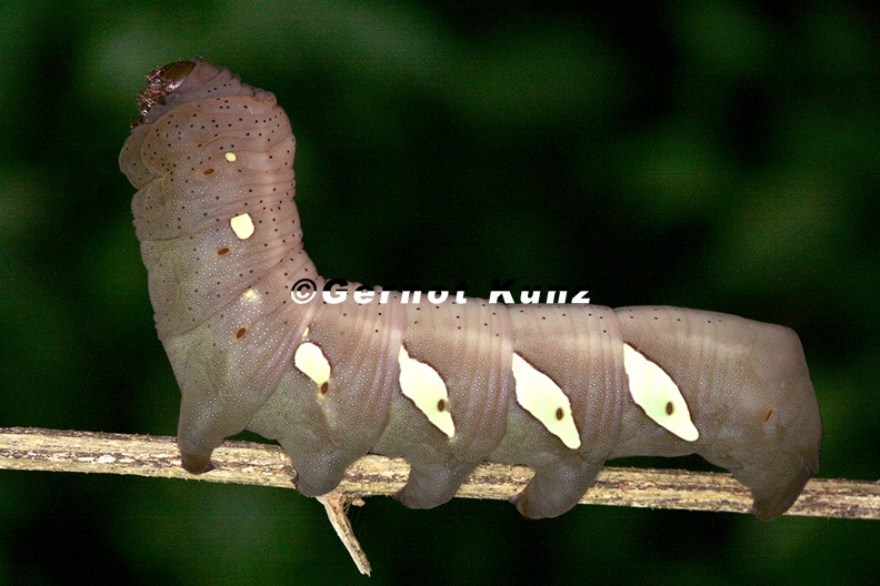Sphingidae indet L6 2 - Sphingidae_indet__L6_2.jpg Sphingidae_indet__L6_2.jpg