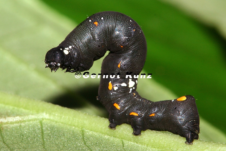 Sphingidae_indet__cf__L4_1.jpg