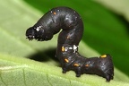 Sphingidae indet  cf  L4 1