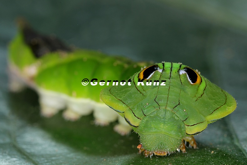 Sphingidae_or_Papilionidae_3_2.jpg