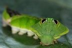 Sphingidae or Papilionidae 3 2