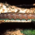 Xylophanes guianensis 1 2