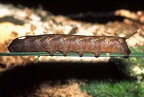 Xylophanes guianensis 1 2