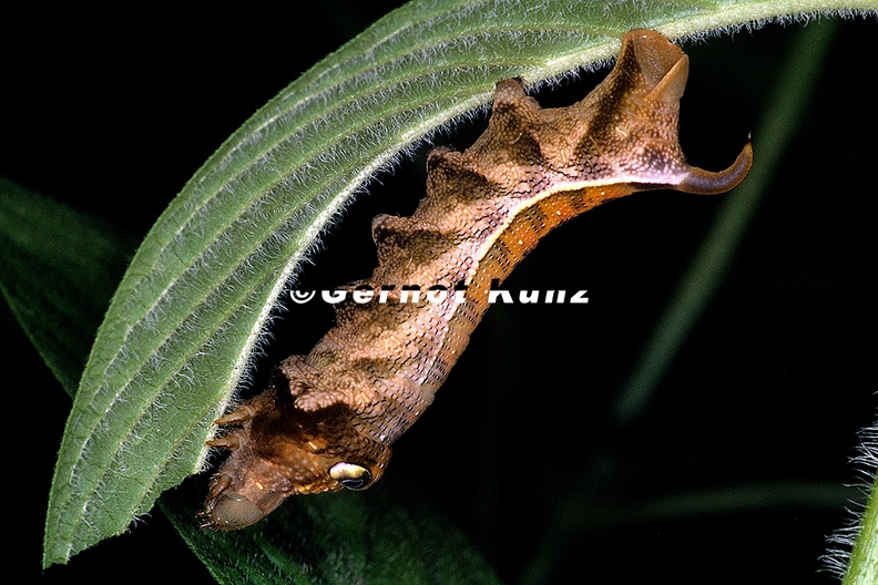 Xylophanes_juanita_2.jpg