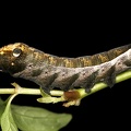 Xylophanes juanita 7 3