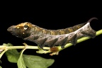 Xylophanes juanita 7 3