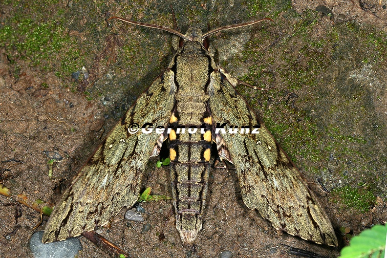 Cocytius lucifer 9 2 - Cocytius_lucifer_9_2.jpg Cocytius_lucifer_9_2.jpg
