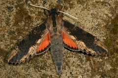 Erinnyis crameri M2 1