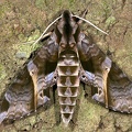 Eumorpha anchemolus 8 2