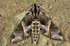 Eumorpha anchemolus 8 2