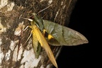 Eumorpha phorbas 58 2