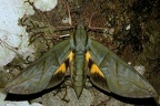 Eumorpha phorbas M3