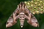 Eumorpha triangulum 2
