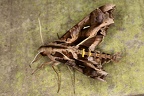Hemeroplanes ornatus 86 2