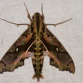 Hemeroplanes ornatus M1 2