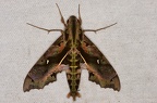 Hemeroplanes ornatus M1 2