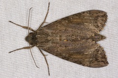 Isognathus scyron 2