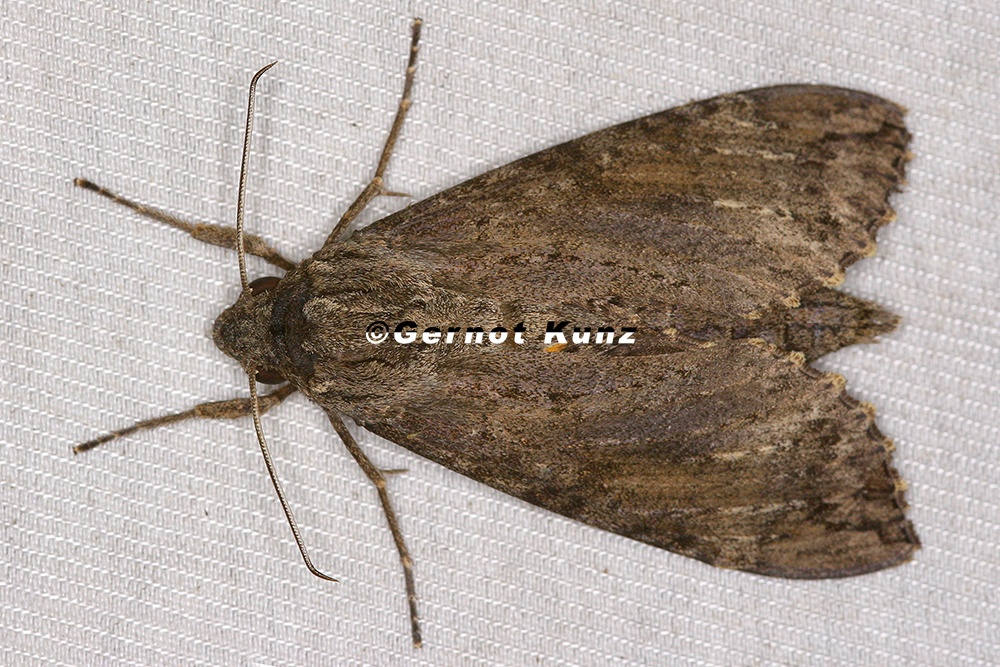 Isognathus scyron 2