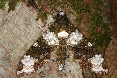 Manduca albiplaga 2