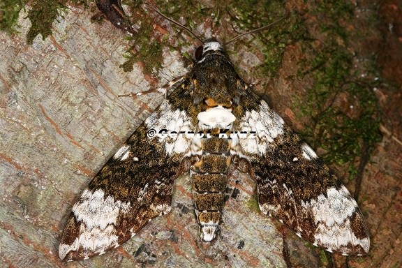 Manduca albiplaga 2