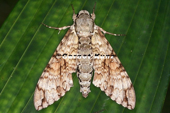 Manduca florestan 7 2