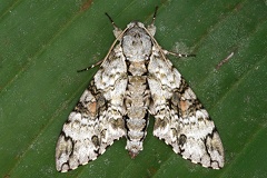Manduca florestan M3 2