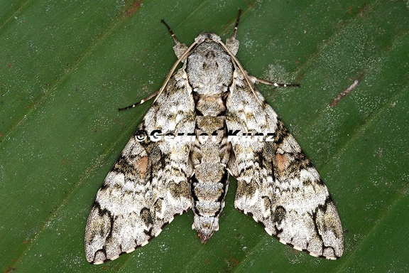 Manduca florestan M3 2