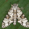 Manduca florestan M3 2