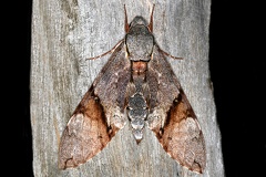 Manduca lefeburii 1