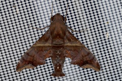 Nycerix sp  cf  4 2