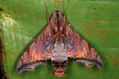 Nyceryx riscus 1 2v