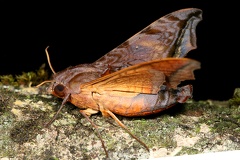 Nyceryx riscus 64 2