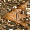 Pachylia darceta 1