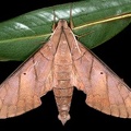 Pachylia darceta 3 2