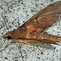 Pachylia ficus2