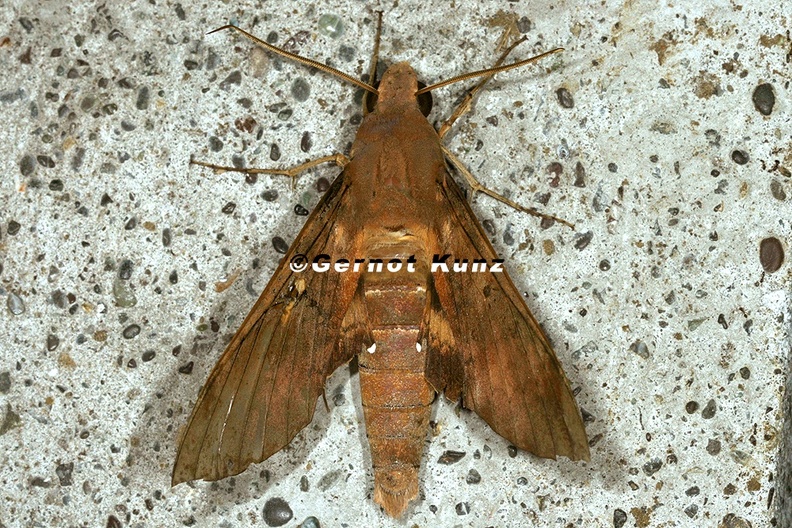 Pachylia_ficus3.jpg